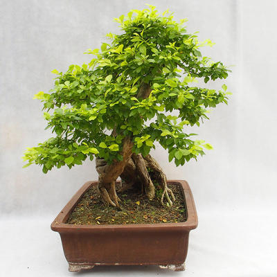 Kryty bonsai - Duranta erecta Aurea PB2191210 - 5