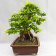 Kryty bonsai - Duranta erecta Aurea PB2191210 - 5/7