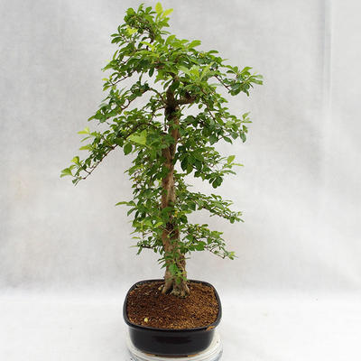Kryty bonsai - Duranta erecta Aurea PB2191211 - 5