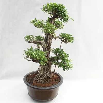 Kryty bonsai - kimono Ficus - figowiec mały liść PB2191217 - 5