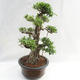 Kryty bonsai - kimono Ficus - figowiec mały liść PB2191217 - 5/6