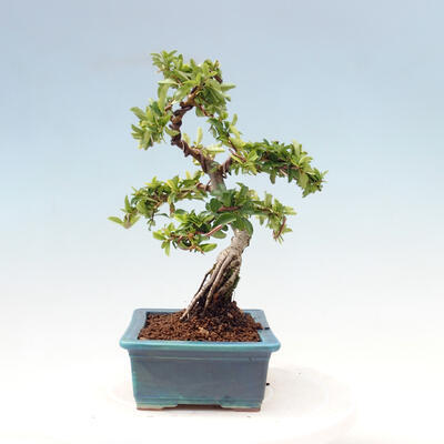 Outdoor bonsai-Pyracanta Teton-Hawthorn - 5