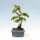 Outdoor bonsai-Pyracanta Teton-Hawthorn - 5/5