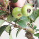 Outdoor bonsai - Malus halliana - jabłoń o małych owocach - 5/5