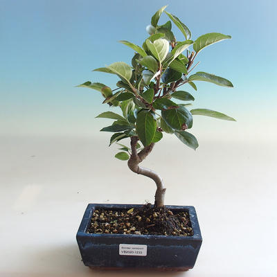 Outdoor bonsai - Malus halliana - jabłoń o małych owocach - 5
