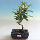 Outdoor bonsai - Malus halliana - jabłoń o małych owocach - 5/5