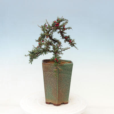 Outdoor bonsai-irga microcarpa var.thymifolius-Skalník - 5