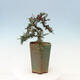 Outdoor bonsai-irga microcarpa var.thymifolius-Skalník - 5/5