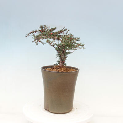 Outdoor bonsai-irga microcarpa var.thymifolius-Skalník - 5