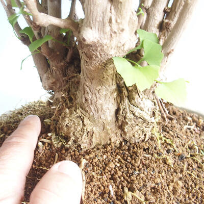 Outdoor bonsai - Ginkgo biloba - 5