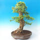 bonsai Room - Duranta erecta Aurea - 5/7