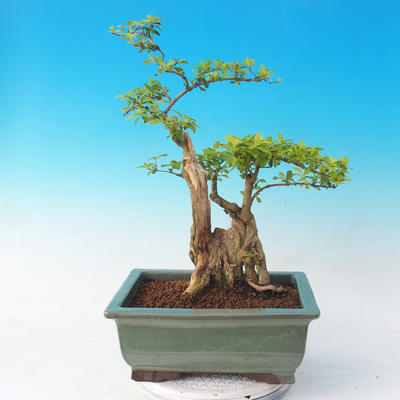 bonsai Room - Duranta erecta Aurea - 5