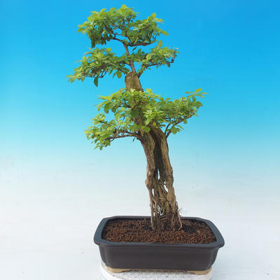 bonsai Room - Duranta erecta Aurea - 5
