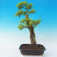 bonsai Room - Duranta erecta Aurea - 5/7