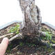 Outdoor bonsai -Larix decidua - modrzew - 5/6