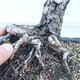 Outdoor bonsai -Larix decidua - Modrzew liściasty - 5/5