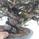 Outdoor bonsai - Juniperus chinensis Itoigawa - chiński jałowiec - 5/5