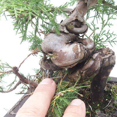 Outdoor bonsai - Juniperus chinensis Itoigawa - chiński jałowiec - 5