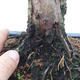 Outdoor bonsai - Juniperus chinensis - chiński jałowiec - 5/5