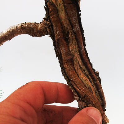 Outdoor bonsai -Larix decidua - Modrzew liściasty - 5