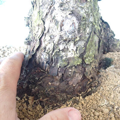 Outdoor bonsai - Pinus parviflora - Sosna drobnokwiatowa - 5
