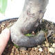 Outdoor bonsai - Pseudocydonia sinensis - Pigwa chińska - 5/5