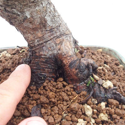 Outdoor bonsai - Pinus Mugo - Klęcząca Sosna - 5