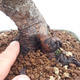 Outdoor bonsai - Pinus Mugo - Klęcząca Sosna - 5/5