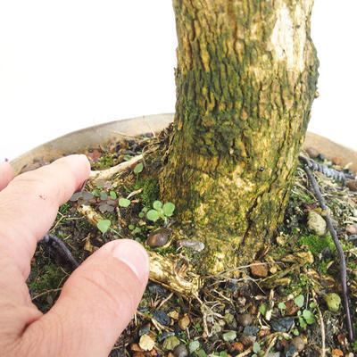 Outdoor bonsai - bukszpan - 5