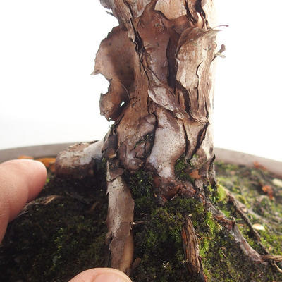 Outdoor bonsai- ziele dziurawca - Hypericum - 5