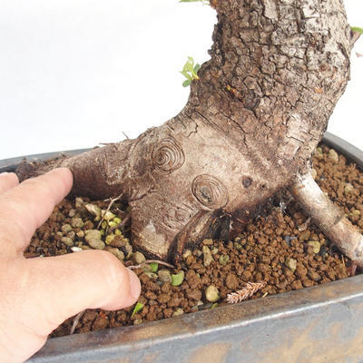 Outdoor bonsai -Mahalebka - Prunus mahaleb - 5