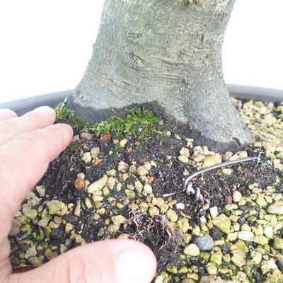 Outdoor bonsai - grab - Carpinus betulus - 5