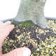 Outdoor bonsai - grab - Carpinus betulus - 5/5
