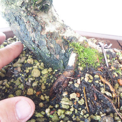Outdoor bonsai-Ulmus Glabra-Solid Clay - 5