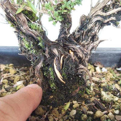 Outdoor bonsai - góra Satureja - Satureja montana - 5