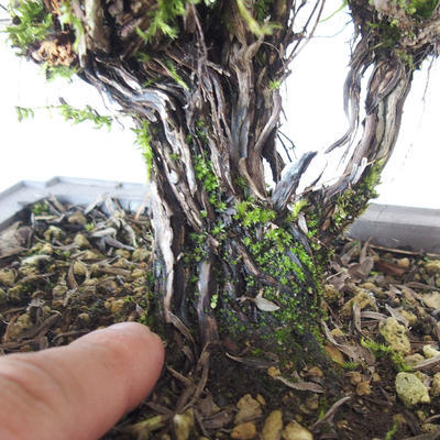 Outdoor bonsai - góra Satureja - Satureja montana - 5