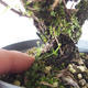 Outdoor bonsai - góra Satureja - Satureja montana - 5/6