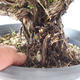 Outdoor bonsai - góra Satureja - Satureja montana - 5/6