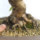 Outdoor bonsai -Malus Halliana - owocach jabłoni - 5/6