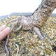 Outdoor bonsai -Larix decidua - Modrzew liściasty - 5/5