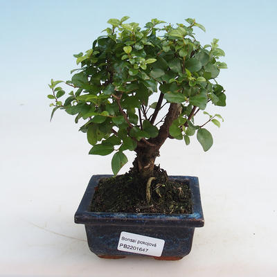 Kryty bonsai - Sagerécie thea - Sagerécie thea - 5