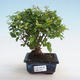 Kryty bonsai - Sagerécie thea - Sagerécie thea - 5/5