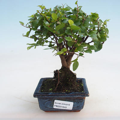 Kryty bonsai - Sagerécie thea - Sagerécie thea - 5