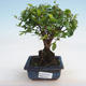 Kryty bonsai - Sagerécie thea - Sagerécie thea - 5/5