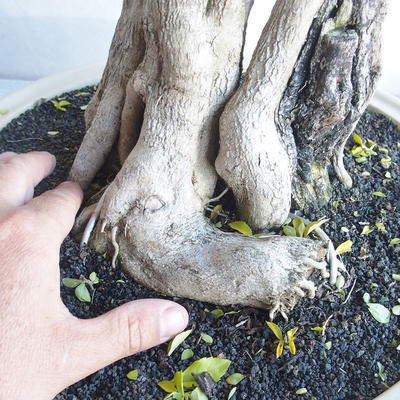 Kryty bonsai - Duranta erecta aurea - 5