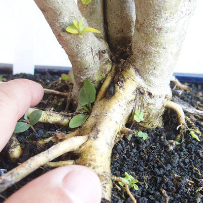 Kryty bonsai -Ligustrum Aurea - dziób ptaka - 5