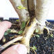 Kryty bonsai -Ligustrum Aurea - dziób ptaka - 5/6