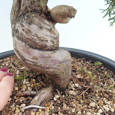Outdoor bonsai - Juniperus chinensis Itoigawa - Jałowiec chiński - 5