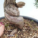 Outdoor bonsai - Juniperus chinensis Itoigawa - Jałowiec chiński - 5/5