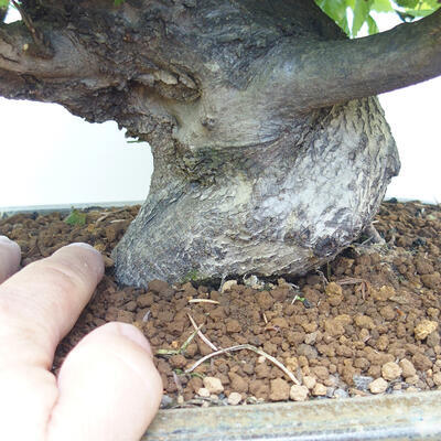 Bonsai ogrodowe - Grab - Carpinus betulus - 5